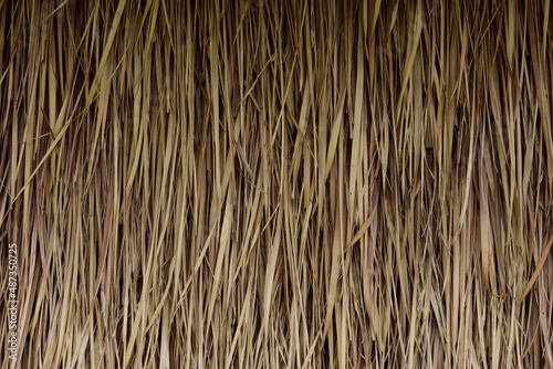 drought grass wall texture background.