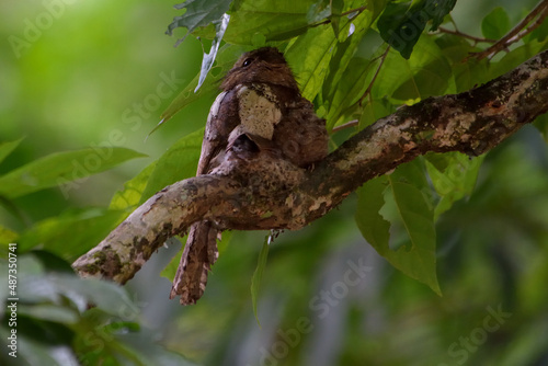 camounflage bird nesting on branch tree.