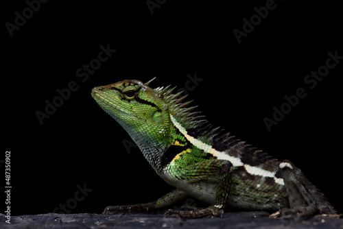 green lizard on a black