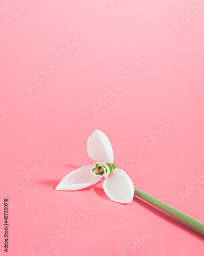 Snowdrop flower on bright pink background with copy space. Minimal spring concept.