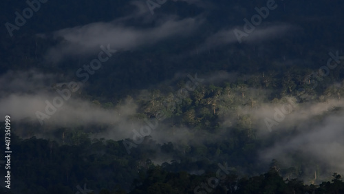 bird eye view tropical forest landscape in the mist.aerail veiw evergreen forest in the morning.