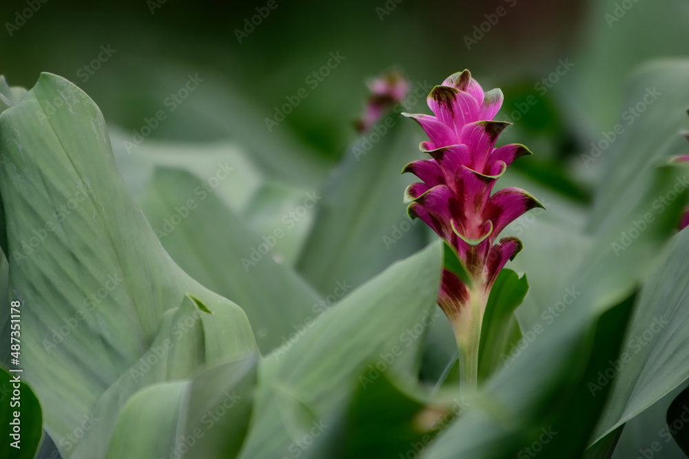 Pink wild ginger blooming in the wild Pink wild ginger blooming in the wild