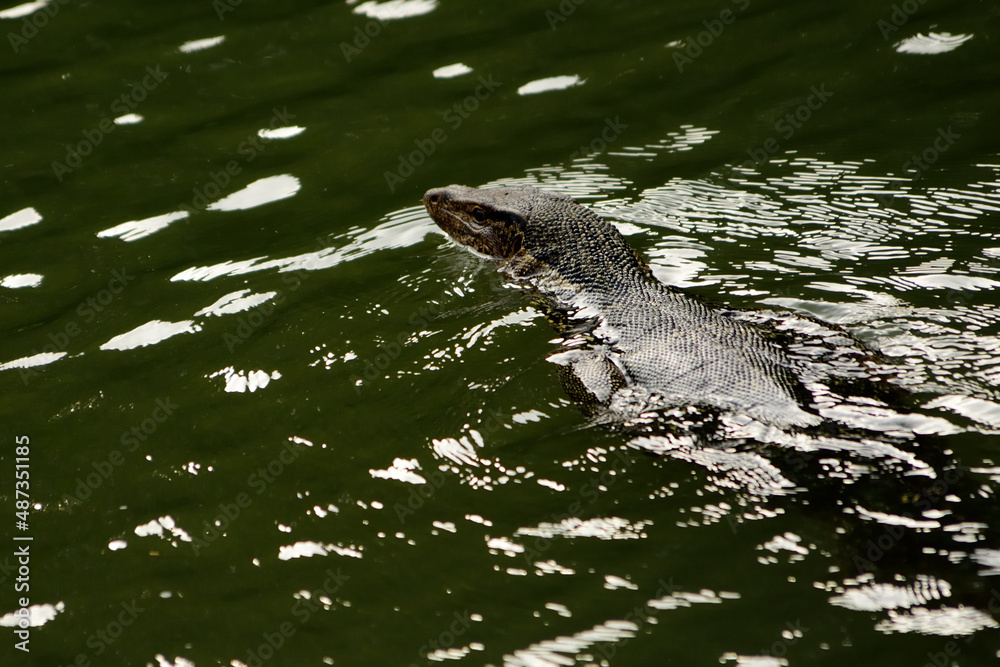 water monitor lizard swimming in the canel,The scavenger animal in the wild,Varanus salvator water monitor lizard swimming in the canel,The scavenger animal in the wild,Varanus salvator