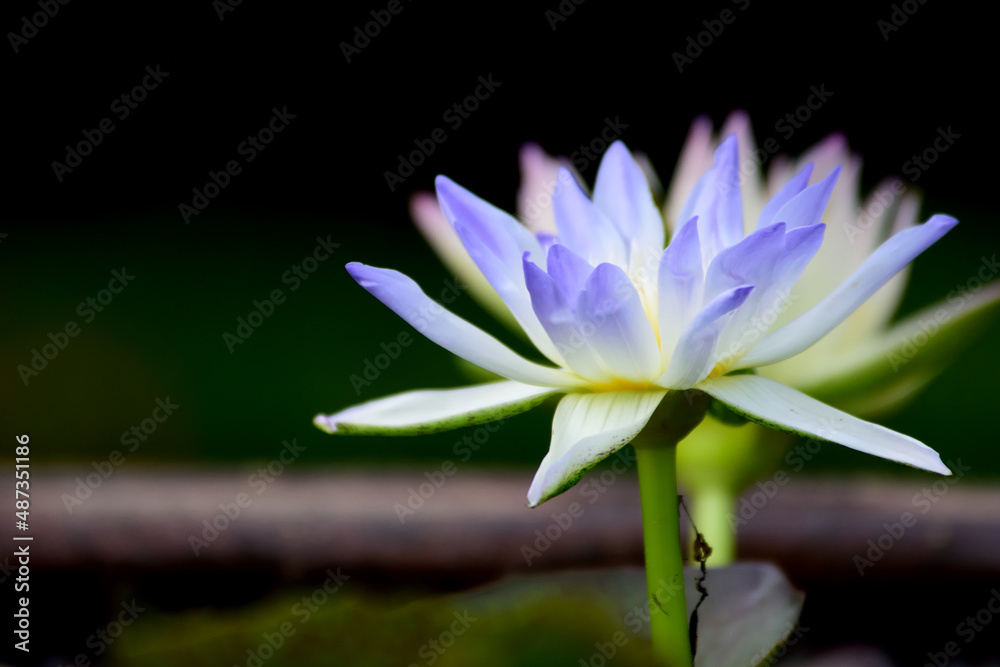 lotus flower in the pond lotus flower in the pond