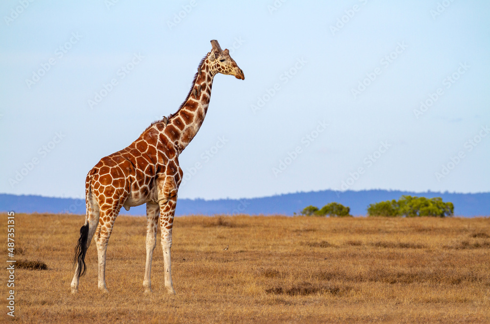 Fototapeta premium Nubian Giraffe male 