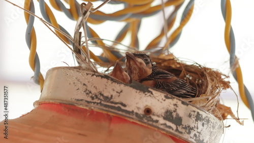 Red-whiskered bulbul chicks in the nest