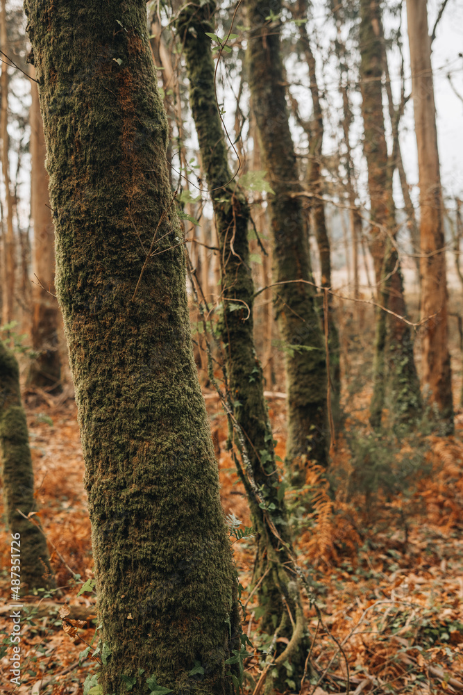 Fototapeta premium Detail of some trees covered in moss on an ancient forest