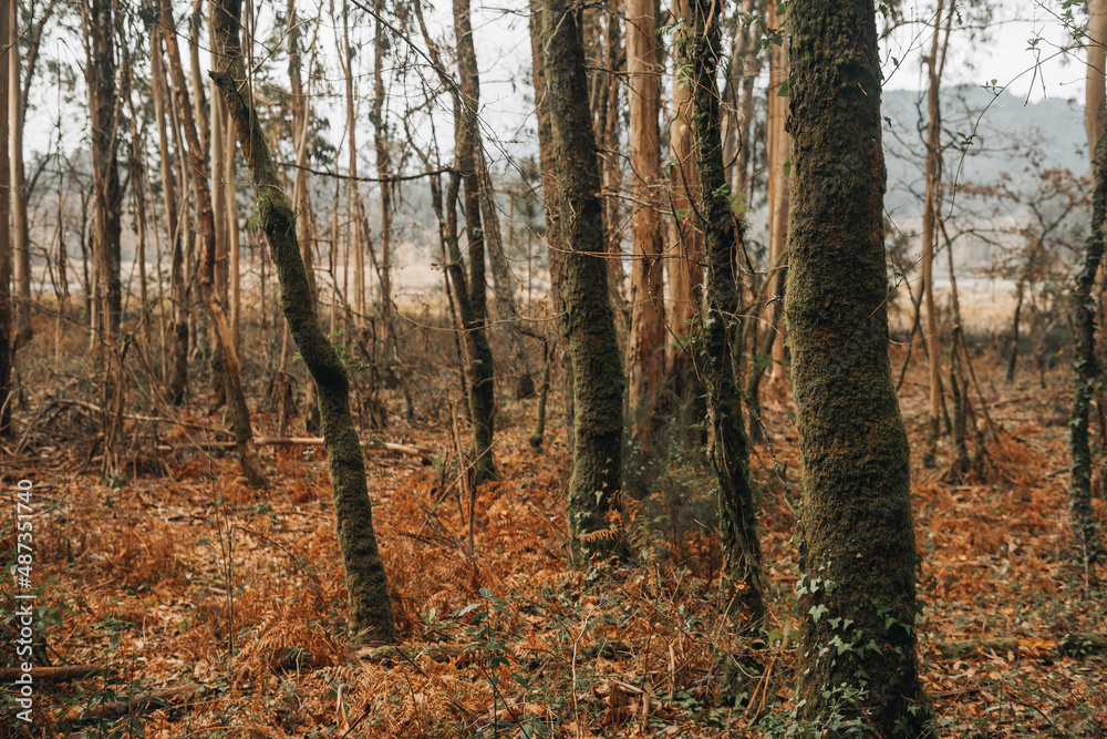Ancient forest with oak trees and ferns in Galicia