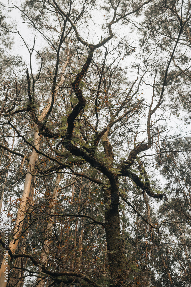 Oak tree surrounded by eucalyptus invasive species Oak tree surrounded by eucalyptus invasive species