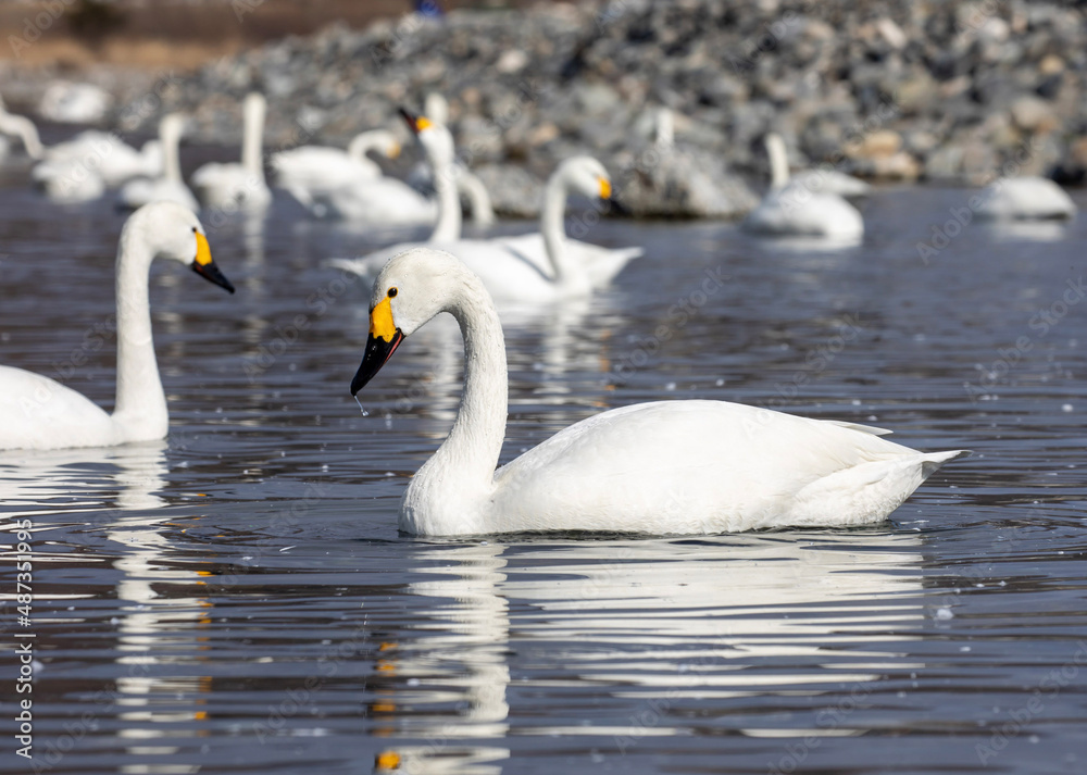 swans on the lake swans on the lake