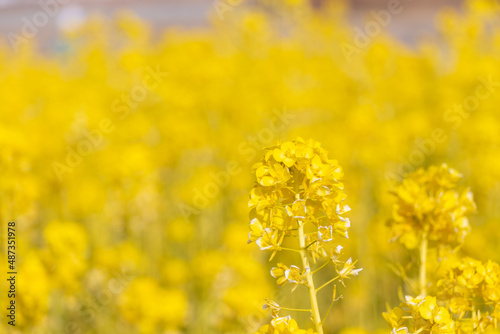 太陽の光を浴びる黄色の菜の花