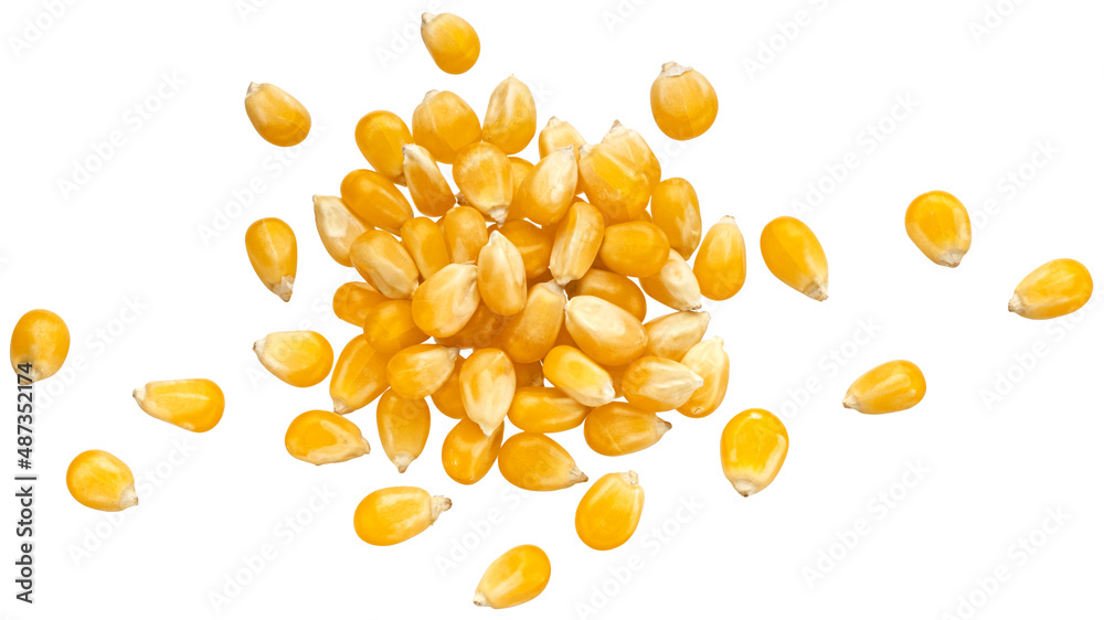 Raw corn grains isolated on white background, top view