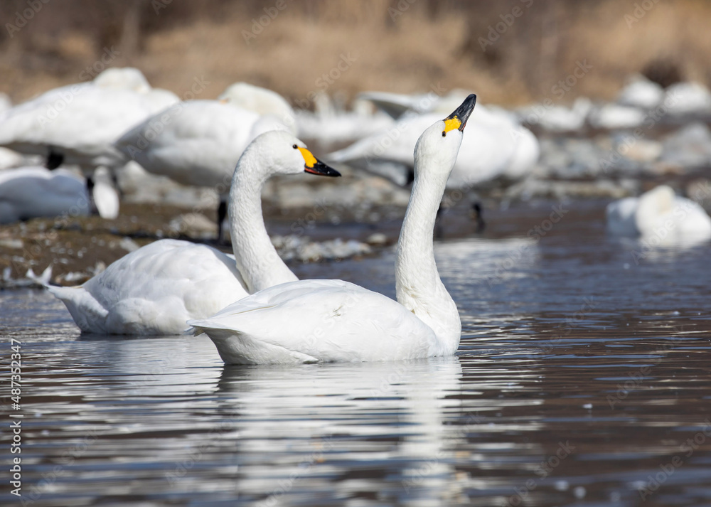mute swan cygnus olor mute swan cygnus olor
