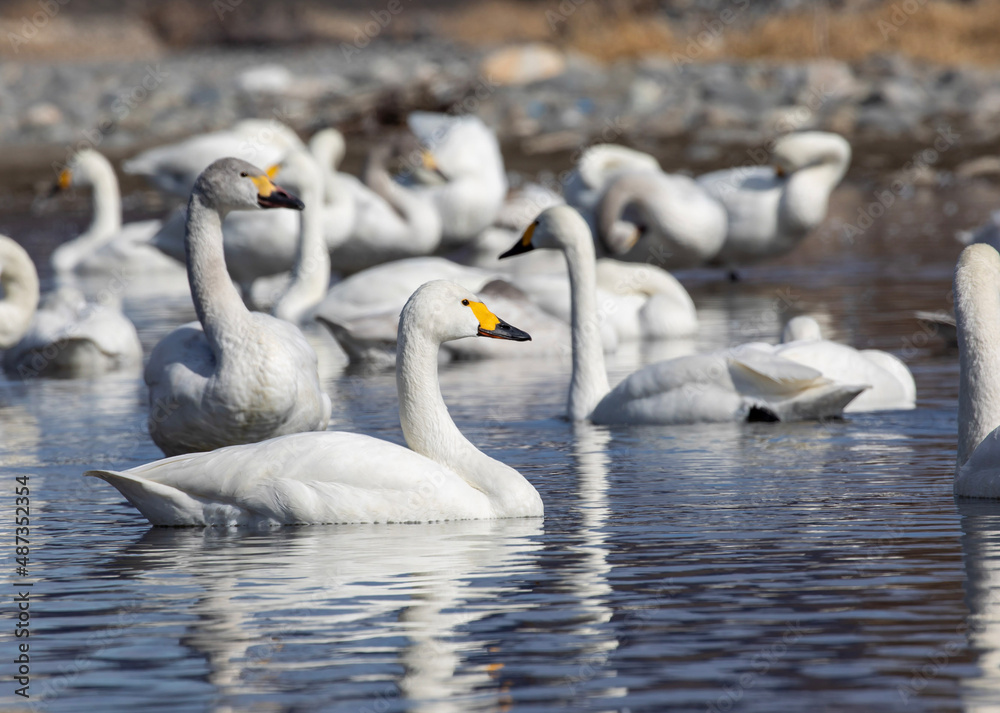 swans on the river swans on the river