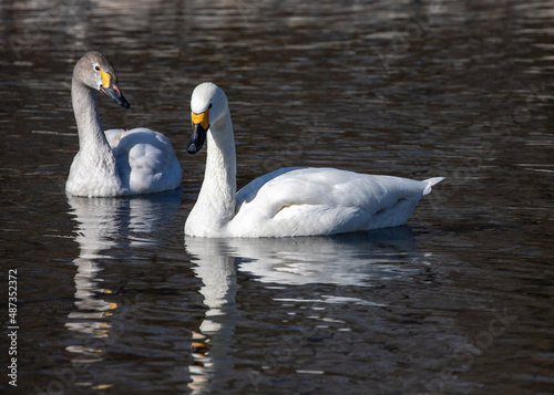 swan on the lake