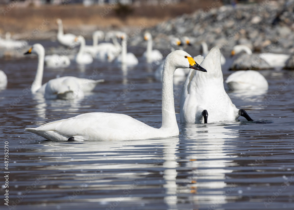 mute swan cygnus olor mute swan cygnus olor