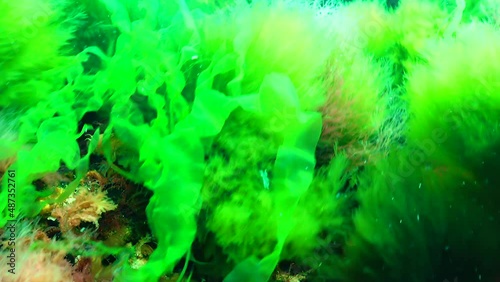 Black Sea green and red algae (Enteromorpha, Ulva, Ceramium, Polisiphonia, Cladophora) in the Black Sea photo