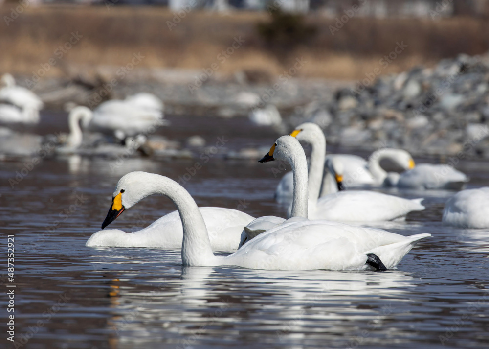 swans on the lake swans on the lake