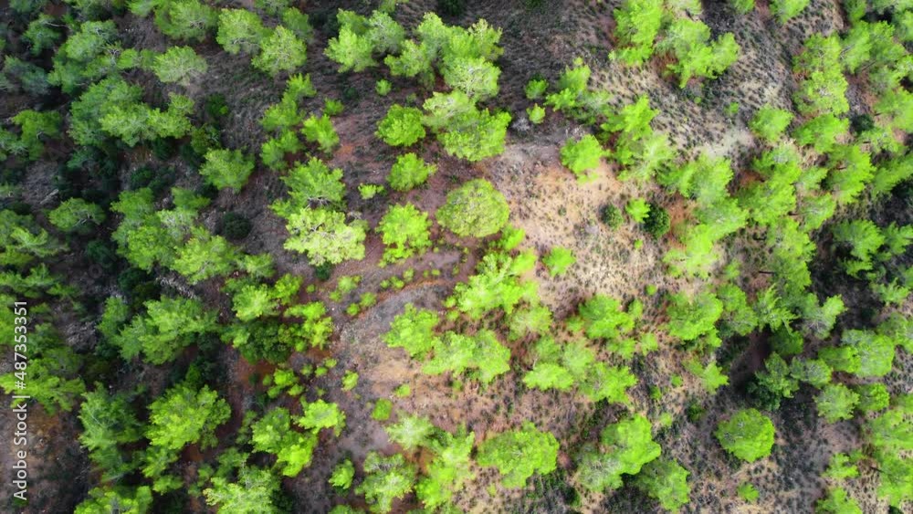 Treetops in sunny weather, Aerial view of Coniferous forest in spring, Green trees on the hill Treetops in sunny weather, Aerial view of Coniferous forest in spring, Green trees on the hill