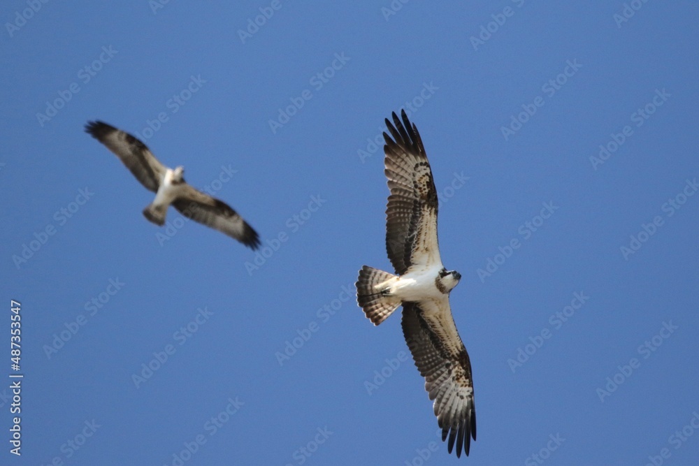 Fototapeta premium osprey in flight
