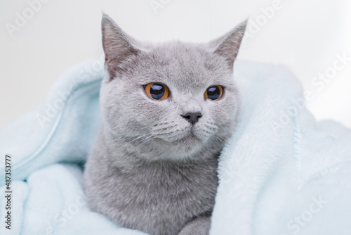 Funny large tabby cute kitten with beautiful big eyes for popular social media website cover image. Pets concept. British Shorthair cat lying on plaid.