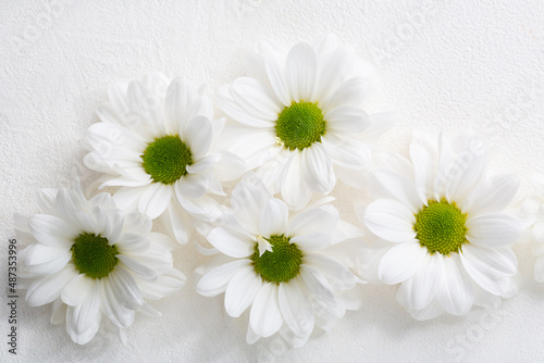 Overhead view of white daisy flowers on white surface blossom