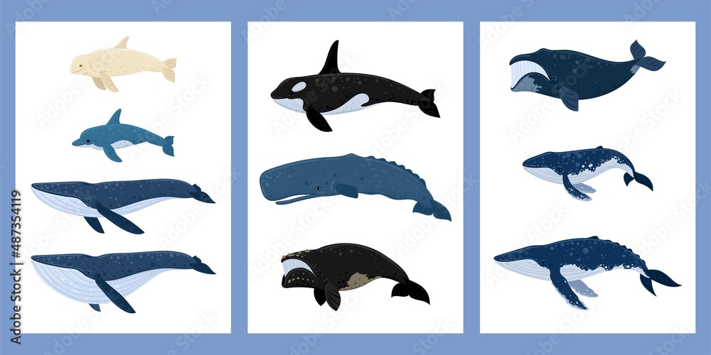 Fototapeta premium Cartoon whales a set of posters. Beluga, killer whale, humpback whale, cachalot, blue whale, dolphin, bowhead, southern right whale, sperm hale. Underwater world, Marine life. Vector illustration.