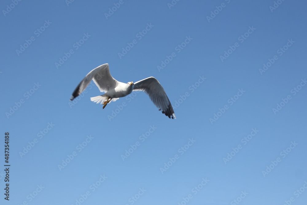 Gull Gull