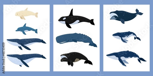 Cartoon whales a set of posters. Beluga, killer whale, humpback whale, cachalot, blue whale, dolphin, bowhead, southern right whale, sperm hale. Underwater world, Marine life. Vector illustration.