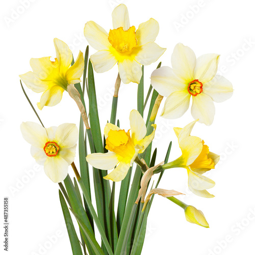 Fototapeta Naklejka Na Ścianę i Meble -  isolated bouquet of yellow flowers Daffodils on white background. Spring season bloom of Jonquil. Blossom of spring flowers narcissus. Celebrating of St. David's Day