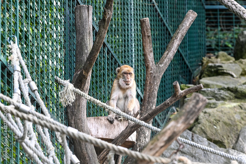 Der Tiergarten Schönbrunn im Park des Schlosses Schönbrunn im 13. Wiener Gemeindebezirk Hietzing wurde 1752 von den Habsburgern gegründet und ist der älteste noch bestehende Zoo der Welt. Direktor des photo