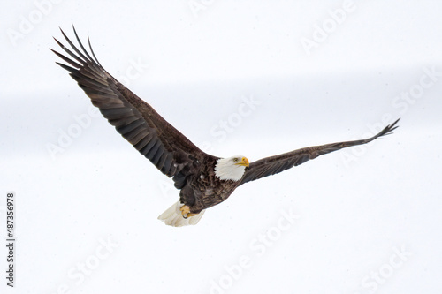 American Bald Eagle in Flight with Snow Falling