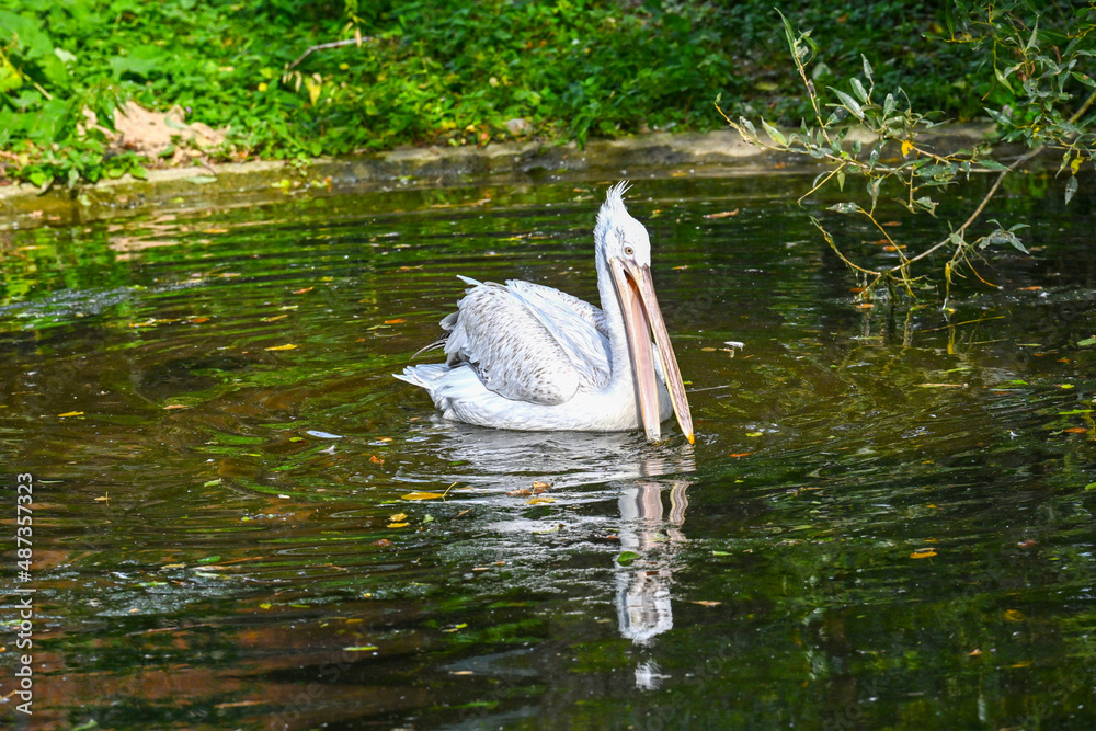 Der Tiergarten Schönbrunn im Park des Schlosses Schönbrunn im 13. Wiener Gemeindebezirk Hietzing wurde 1752 von den Habsburgern gegründet und ist der älteste noch bestehende Zoo der Welt. Direktor des Der Tiergarten Schönbrunn im Park des Schlosses Schönbrunn im 13. Wiener Gemeindebezirk Hietzing wurde 1752 von den Habsburgern gegründet und ist der älteste noch bestehende Zoo der Welt. Direktor des