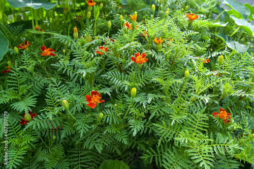 Fototapeta Naklejka Na Ścianę i Meble -  Miniature varieties of garden flowerbed annual flowers of marigolds. Floral natural background