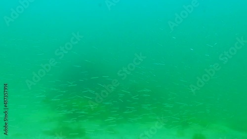 Mediterranean sand eel (Gymnammodytes cicerelus), large flock of small fish above the seabed in the Black Sea, Ukraine photo