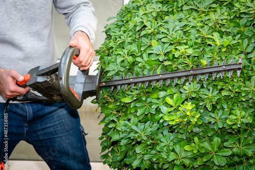 Gardener pruning branches of overgrown taflan plant with electric mower. Spring, gardening, landscape design concept.