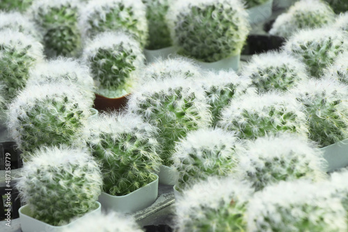 mammillaria bocasana v. multilanata hybrid cactus photo