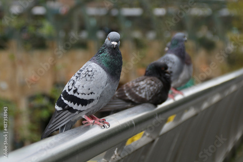 Columba livia forma domestica - Stadttaube auf einem Geländer aus Metall