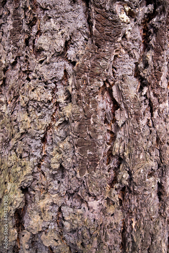 tekstura kory drzewa