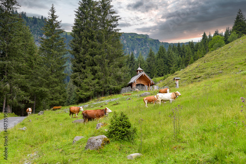 Talschlusskapelle mit Kühen bei Saalbach-Hinterglemm in Österreich