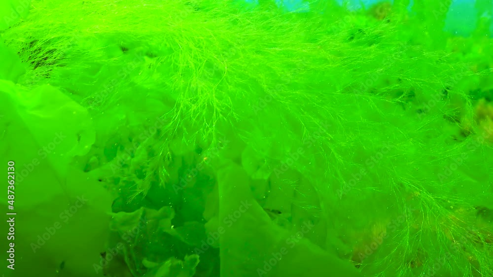 Black Sea green and red algae (Enteromorpha, Ulva, Ceramium, Polisiphonia, Cladophora) in the Black Sea Black Sea green and red algae (Enteromorpha, Ulva, Ceramium, Polisiphonia, Cladophora) in the Black Sea