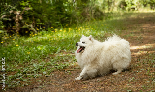 Tablou pe pânză cute fluffy japanese spitz puppy dog on natural background in a forest or park