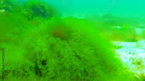 Black Sea green and red algae (Enteromorpha, Ulva, Ceramium, Polisiphonia, Cladophora) in the Black Sea photo