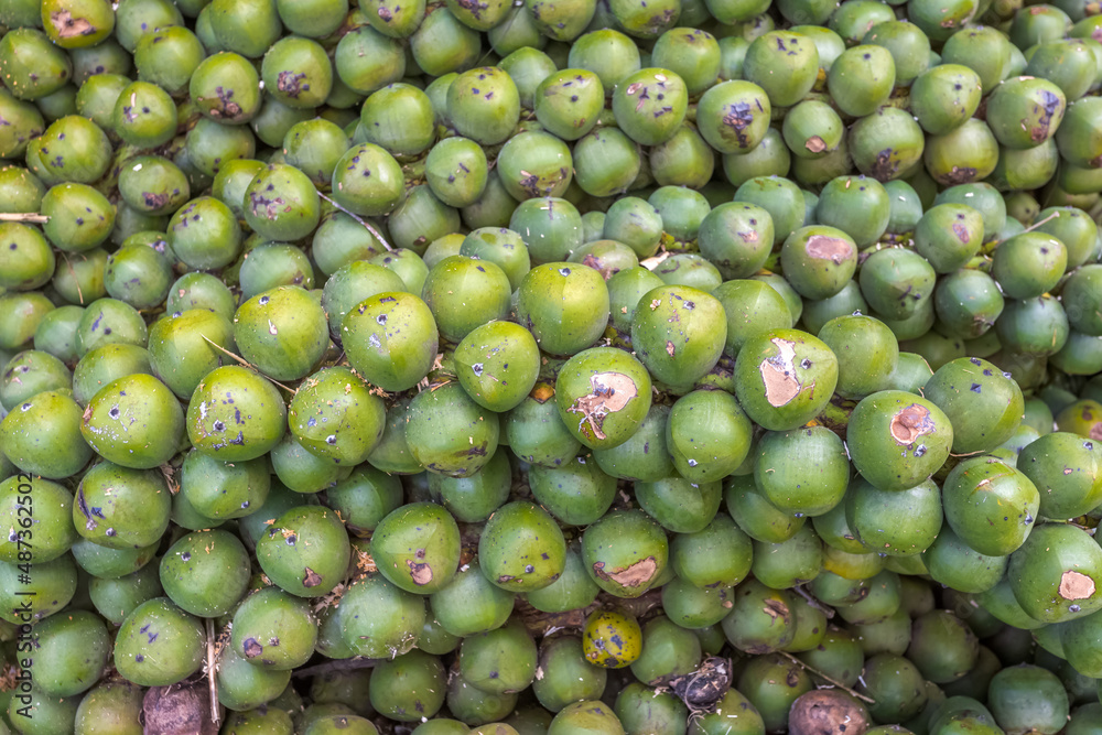 Fruits du palmier à huile, elaeis guineensis Fruits du palmier à huile, elaeis guineensis