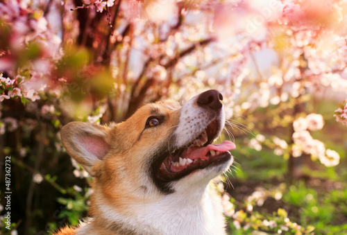 portrait of a cute smiling corgi dog in a spring blooming sunny garden