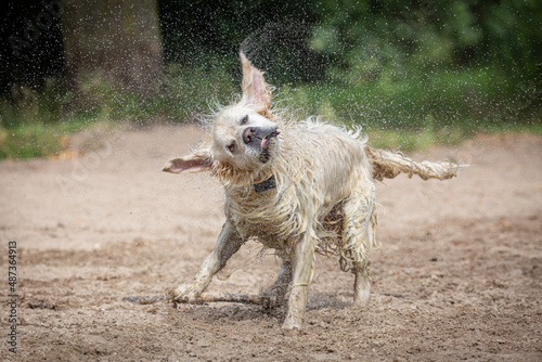 Golden retriever shaking off water at the beach. finny dogs, ears sticking up photo