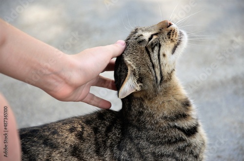 stroke with your hand a street cat in brown color. Cat enjoys