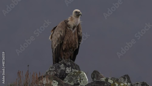 Portrait of vulture. Griffon Vulture, Gyps fulvus, big birds of prey sitting on the rocky mountain, nature habitat, Madzarovo, Bulgaria, Eastern Rhodopes. Wildlife from Balkan. photo