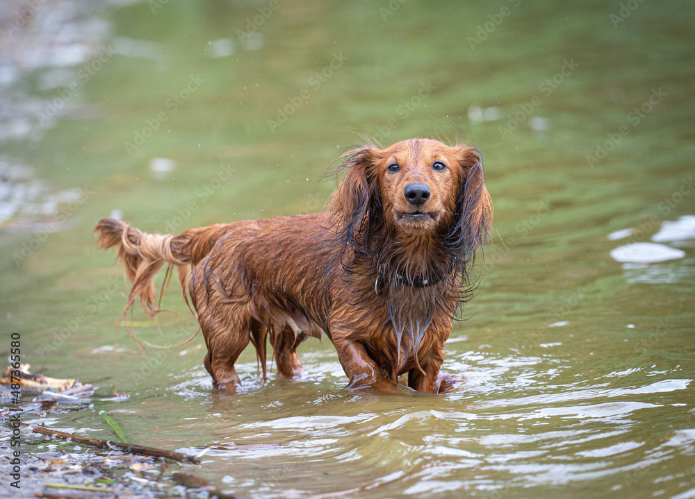 Wet dachshund in the water looking at the camera
