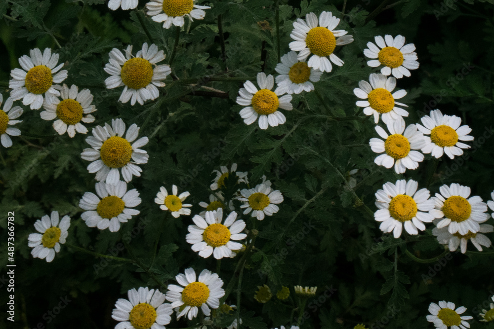 Obraz premium flor